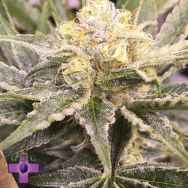 Gage Green Seeds Baby Breath