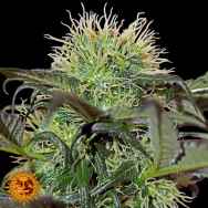 Barneys Farm Seeds Bad Azz Kush