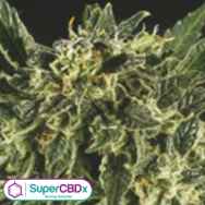 SuperCBDx Seeds Bama Yao x SCBDX