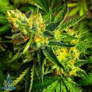 Exotic Genetix Seeds Banana Cream