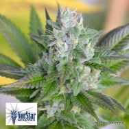 NorStar Genetics Seeds Banana D