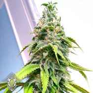 Holy Smoke Seeds Banana Sativa