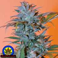 Next Generation Seeds BC Golden Skunk