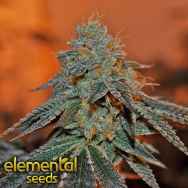 Elemental Seeds Berry Bomb