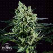 Genofarm Seeds Best Mango