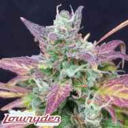 Lowryder Seeds Betty Boo