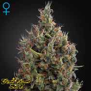 Green House Seeds Big Bang AUTO