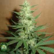 Homegrown Fantaseeds Big Bud