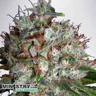 Ministry of Cannabis Big Bud XXL