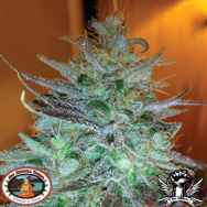 Big Buddha Seeds Sour Chiesel