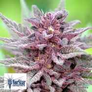 NorStar Genetics Seeds Big City Light