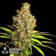 GunJah Seeds Big Diesel