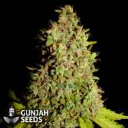 GunJah Seeds Big Dog