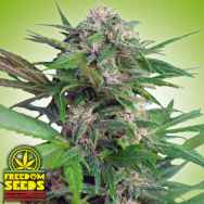 Freedom Seeds Big Easy AUTO