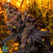 Exotic Genetix Seeds Big Smooth