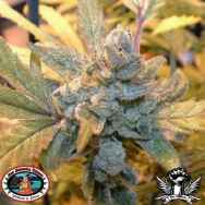 Big Buddha Seeds Blue Cheese