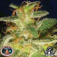 Big Buddha Seeds Buddha Tahoe