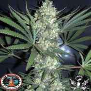 Big Buddha Seeds Chiesel