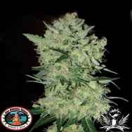 Big Buddha Seeds FreezeCheese 89