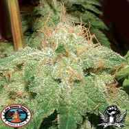 Big Buddha seeds G Bomb