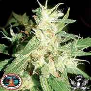 Big Buddha Seeds Buddha Haze