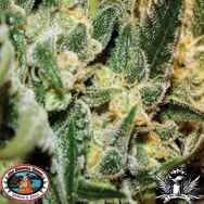 Big Buddha Seeds Silver Cheese