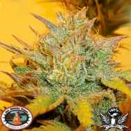 Big Buddha Seeds LA Cheese