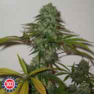 303 Seeds Bio-Diesel Bx2