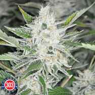 303 Seeds Bio-Diesel