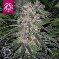 Tropical Seeds Bisho Purple