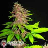 SickMeds Seeds Bizarre