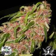 Black Creek Gardens Seeds Spyder