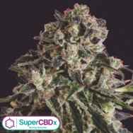 SuperCBDx Seeds Black Critical x SCBDX