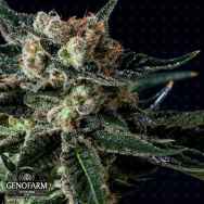 Genofarm Seeds Black Diesel