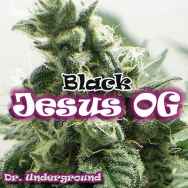 Dr. Underground Seeds Black Jesus OG
