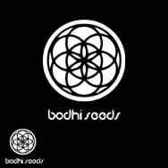 Bodhi Seeds Black Lotus