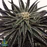 Exotic Genetix Seeds Black Mamba