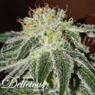 Delicious Seeds Black Russian