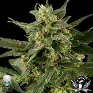 Black Skull Seeds Auto Pineapple Gum