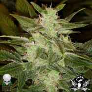 Black Skull Seeds Auto Speed Haze