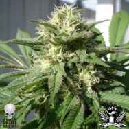 Black Skull Seeds Bubble Bud