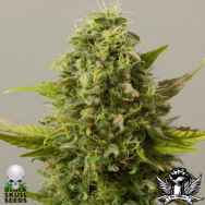 Black Skull Seeds Auto Critical Ryder