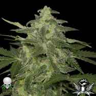 Black Skull Seeds Auto Diesel-Matic