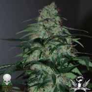 Black Skull Seeds Five-o