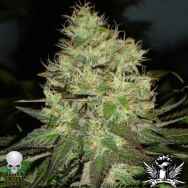 Black Skull Seeds Jack Herer