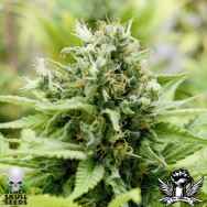 Black Skull Seeds Auto Jack-Matic