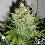 Black Skull Seeds Pepperjack Haze