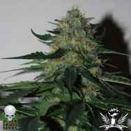 Black Skull Seeds Pineapple Gum