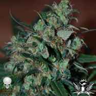 Black Skull Seeds Power Bud