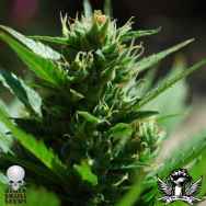 Black Skull Seeds Auto Skull Ryder